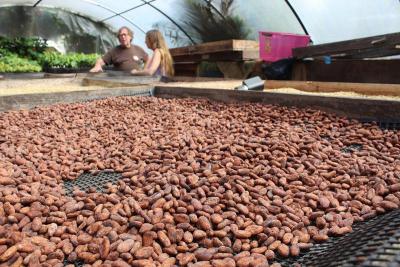 Cacao vs. Cocoa: How They’re Different